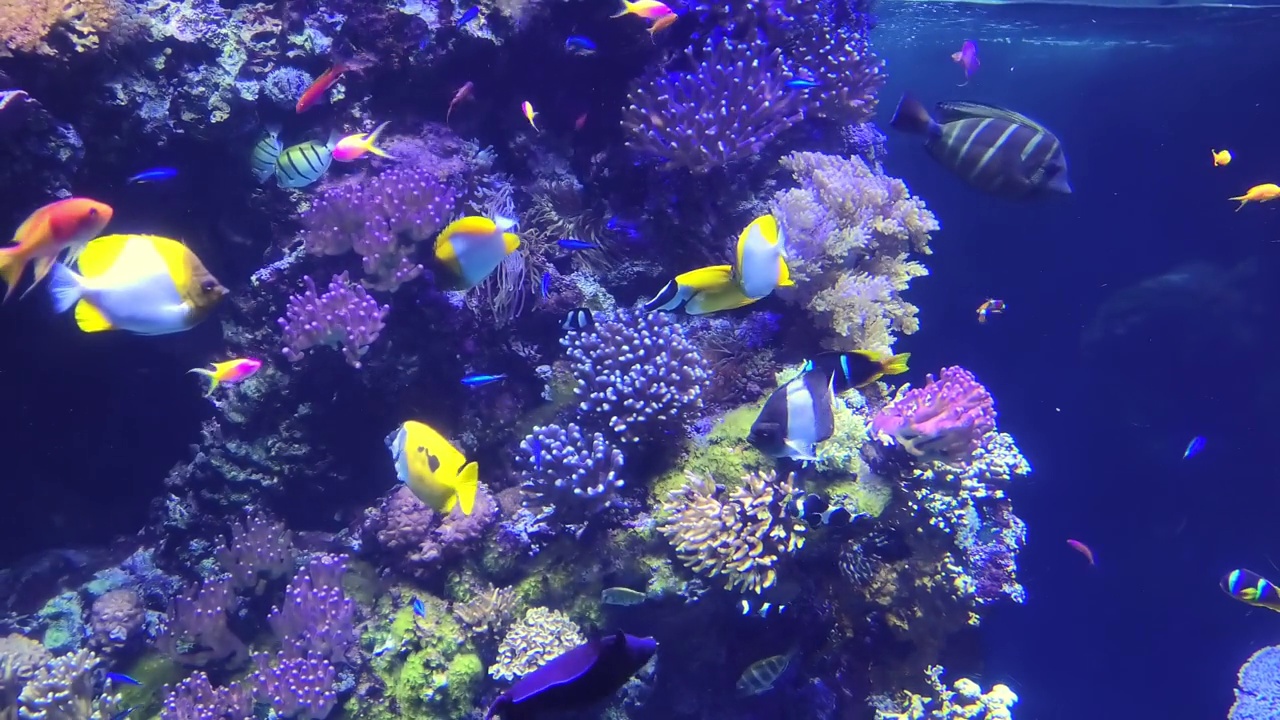 外科医生鱼水族馆的鱼视频素材