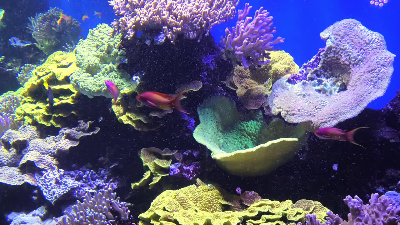 蝴蝶鱼海洋水族馆的鱼类视频素材