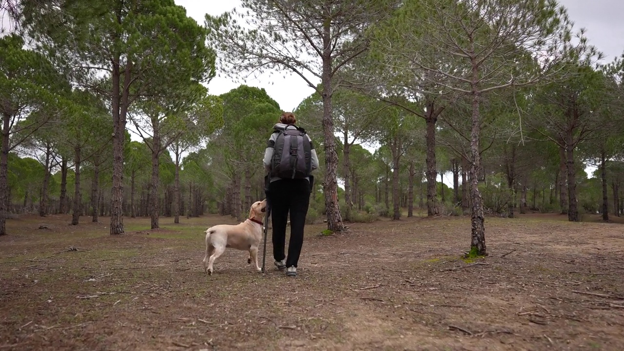 成熟的女人和金毛猎犬在森林里徒步旅行视频素材