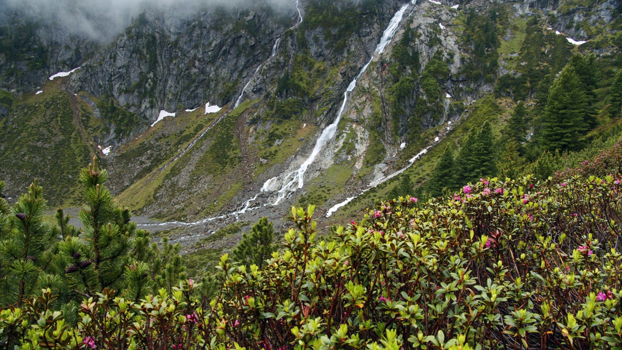 Stubai,奥地利。史诗瀑布慢动作在高阿尔卑斯山。前景中的阿尔卑斯山玫瑰。户外自然远足概念视频素材