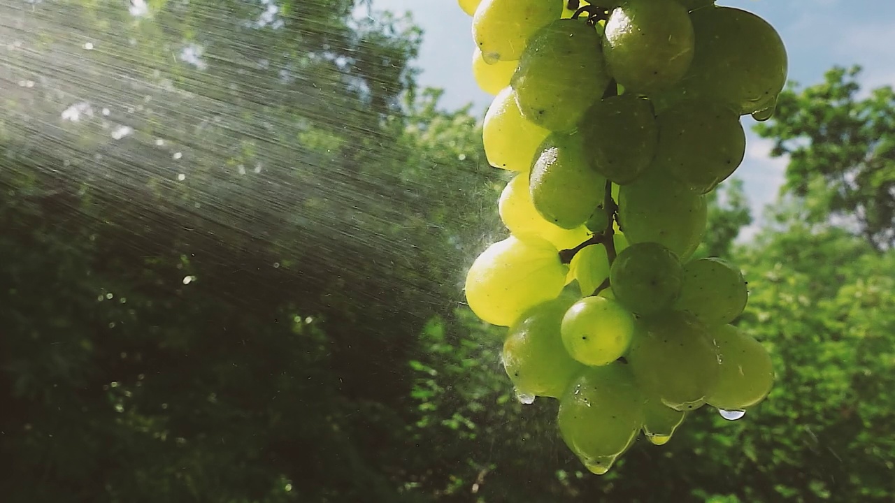 绿色葡萄枝的特写镜头，水在花园里的自然散景的背景下流下。原始慢动作4k视频。视频素材