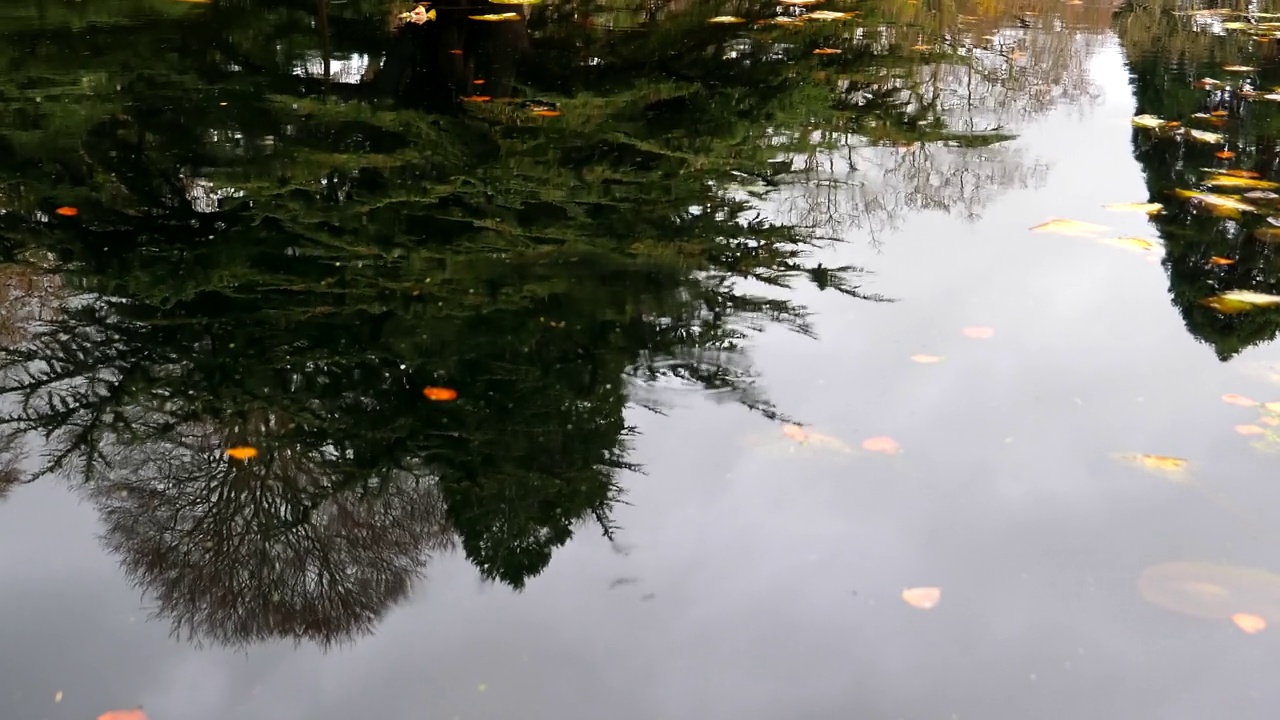 秋天的背景。池塘水面上树木的倒影视频素材