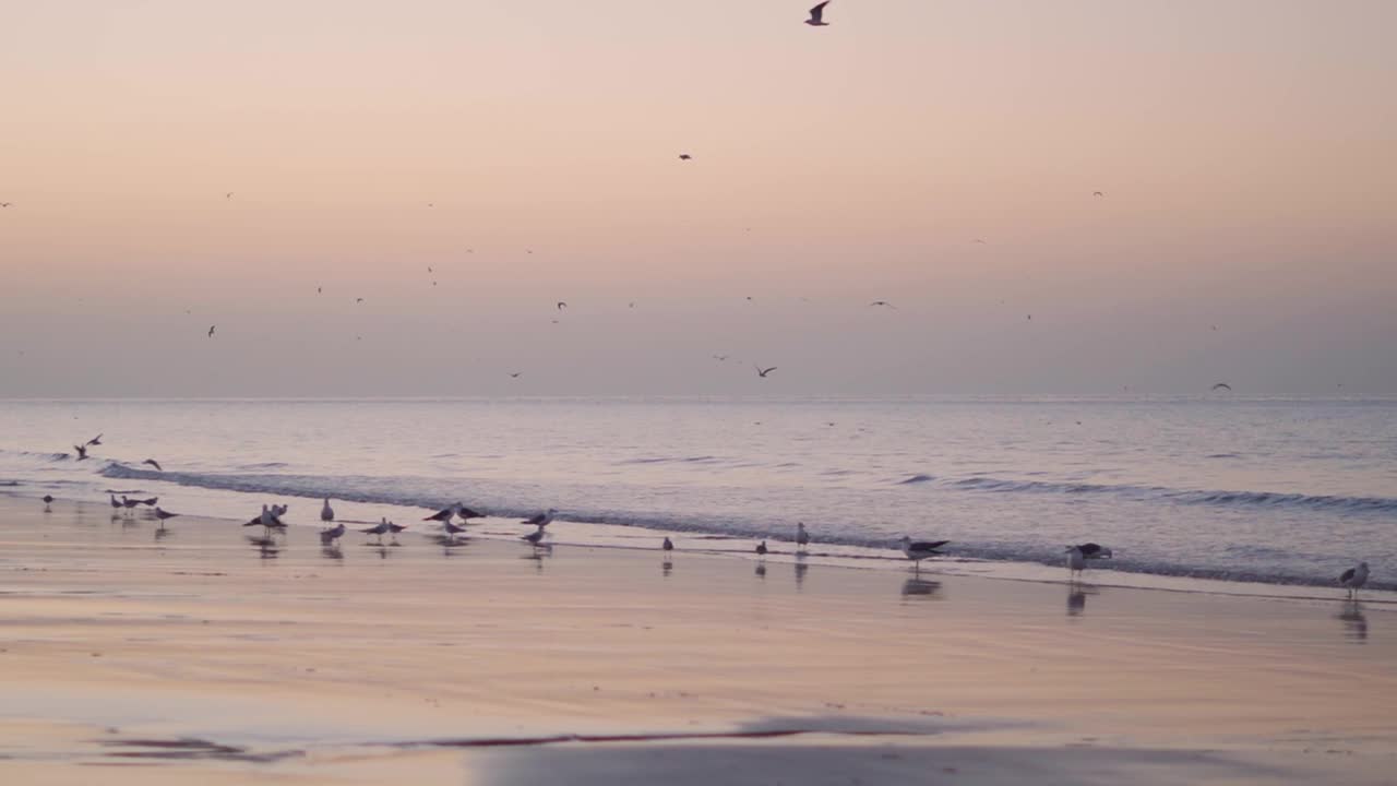 早晨海滩上的一群海鸥。自然景观背景。在印度库奇的Mandvi视频素材