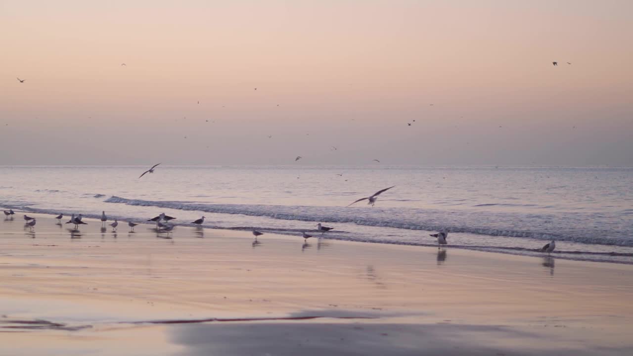 阳光明媚的早晨，日出时海面上的海鸥。一群海鸟在海滩上飞翔。亮粉色的黎明。在印度库奇的曼dvi海滩。视频素材