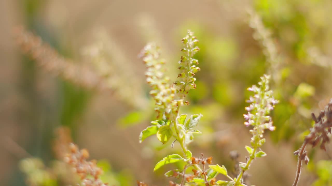 图西植物的花朵特写镜头。Ocimum sanctum的叶子和花被用来制作阿育吠陀的药物视频素材