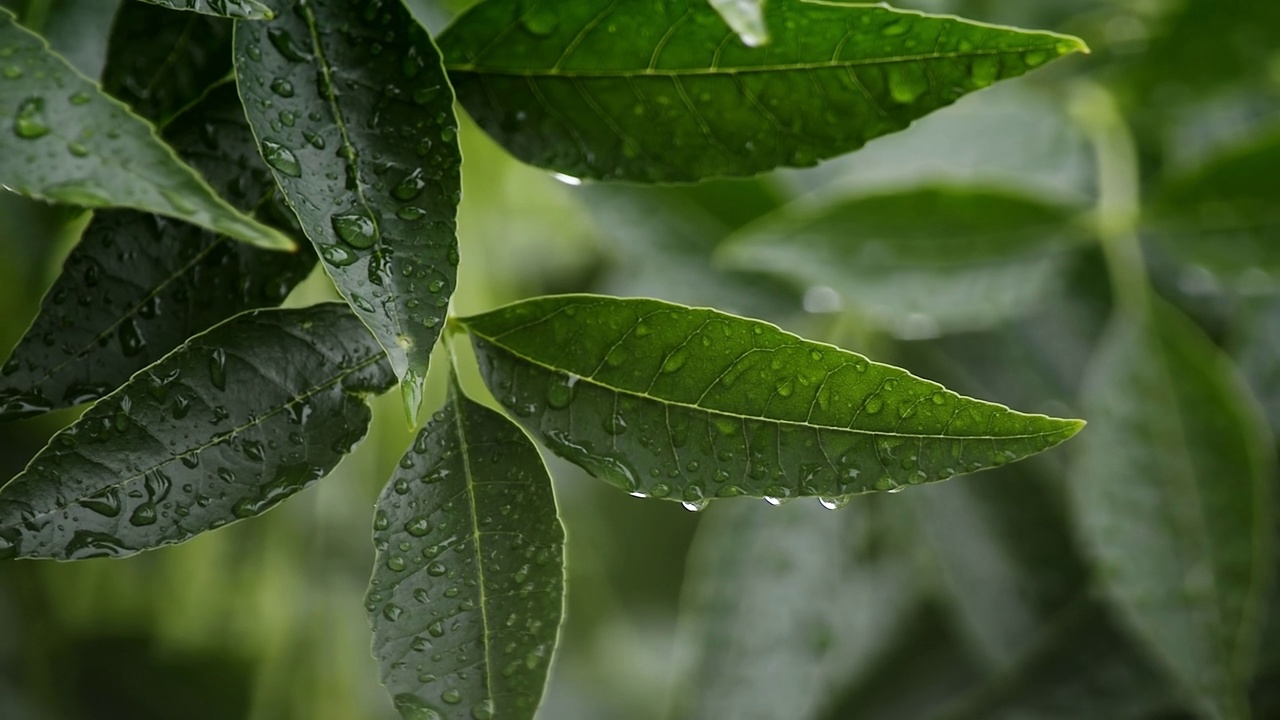 绿色的树叶与水滴和美丽的散景下雨。雨天的树叶。绿色的雨花园背景。生4 k的视频。视频素材