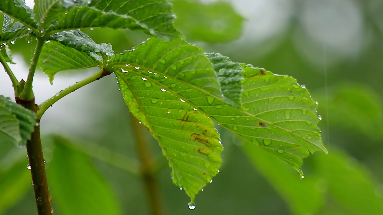 栗树叶子上的雨滴与美丽的散景的背景下落下的雨的特写。雨天的树叶。生4 k的视频。视频素材