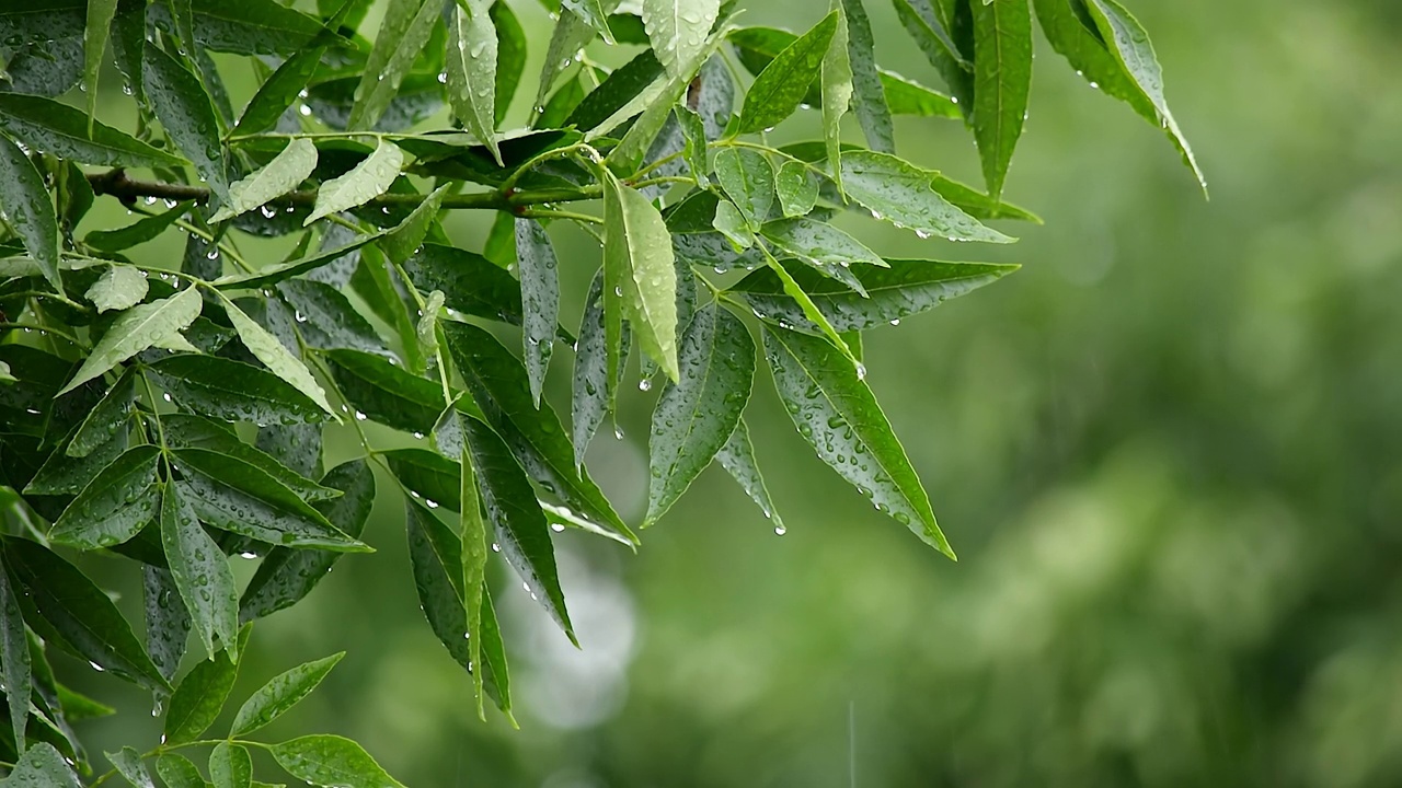 绿色的树叶与水滴和美丽的散景下雨。雨天的树叶。绿色的雨花园背景。生4 k的视频。视频素材