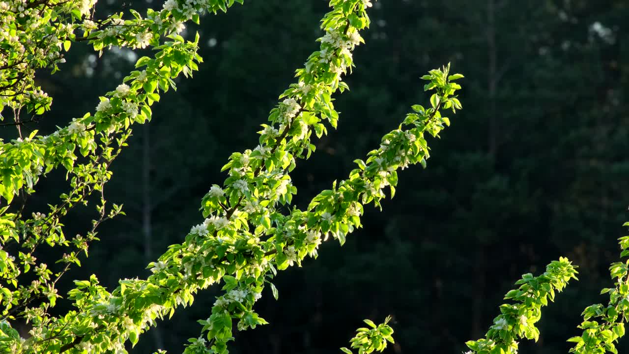 大自然在春天，小树枝果树慢慢地随风摇曳。在早春，美丽的开花的树枝上开着白色的花。自然的觉醒。绿色环保的概念。轻松浪漫的盛开背景视频素材