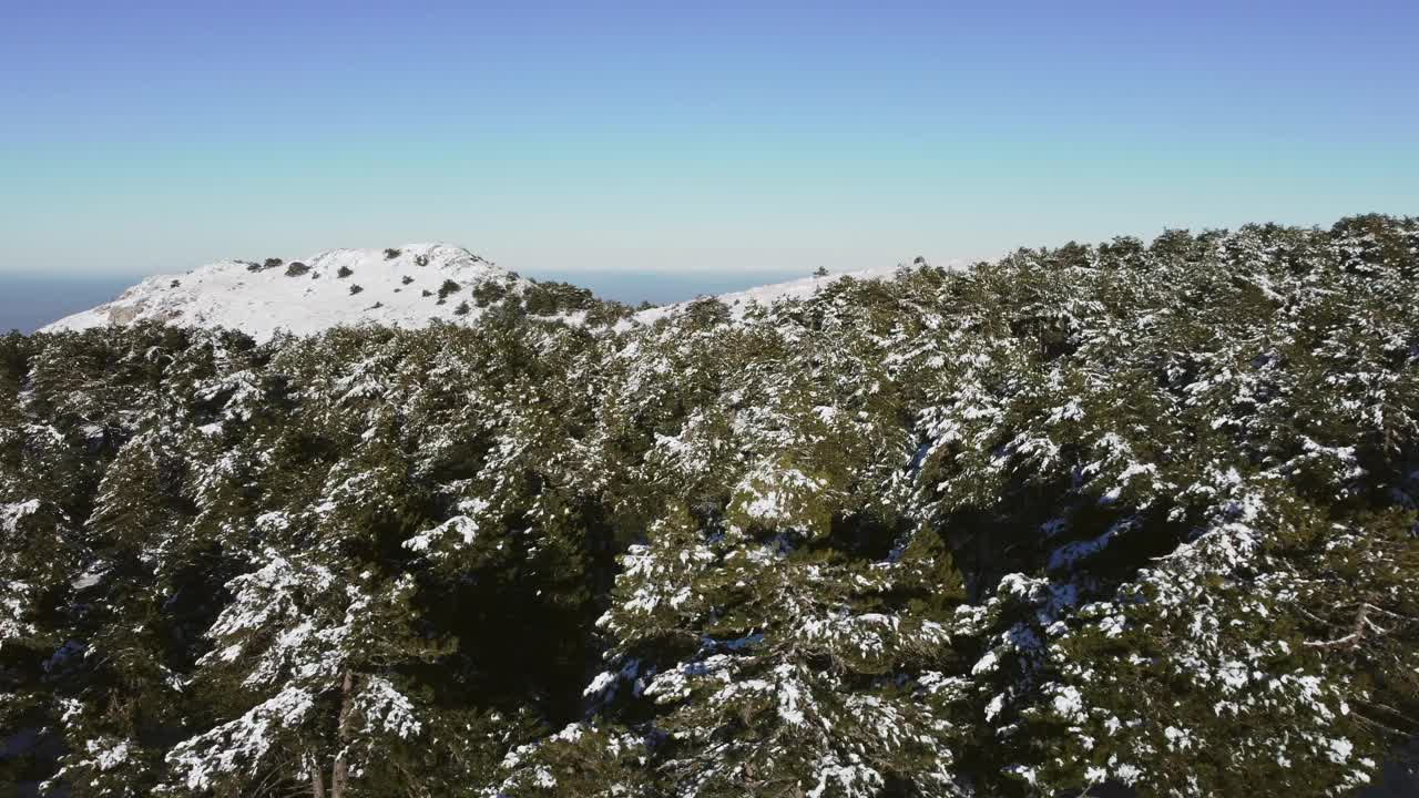 在马尼萨山上的松树和雪山上飞翔。视频素材