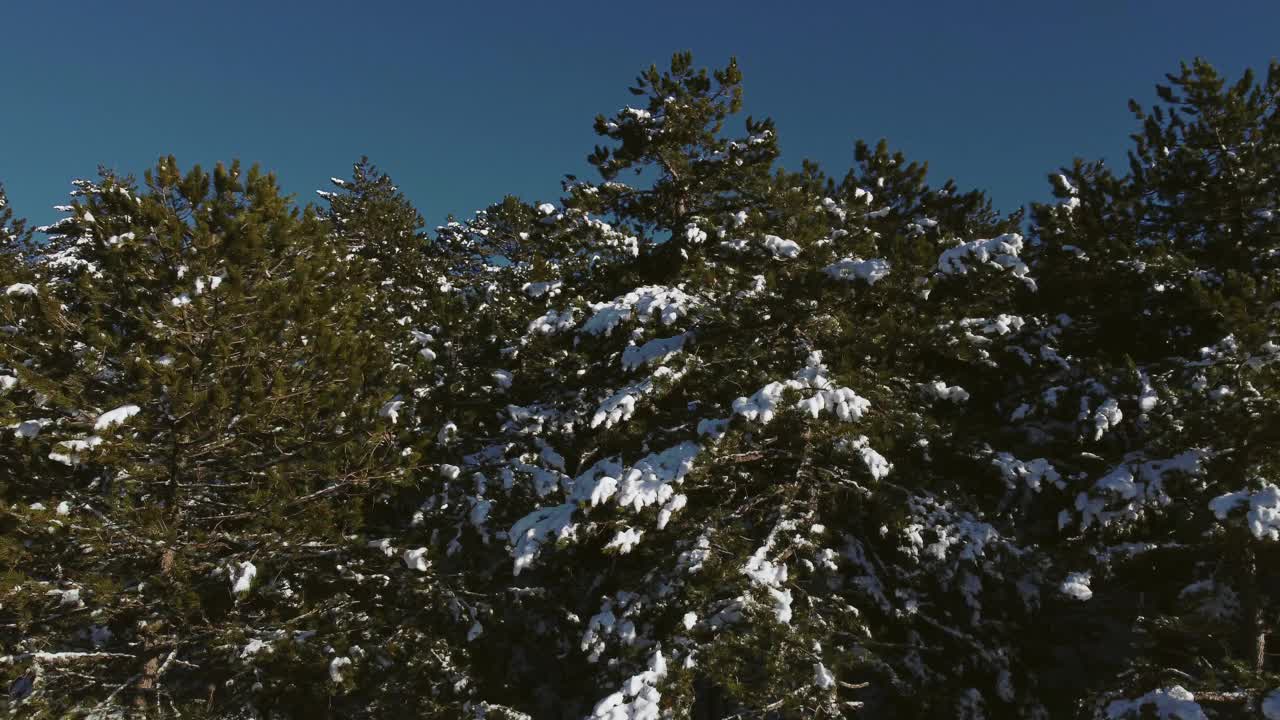 无人机拍摄的冬天下雪的松树的镜头。视频素材