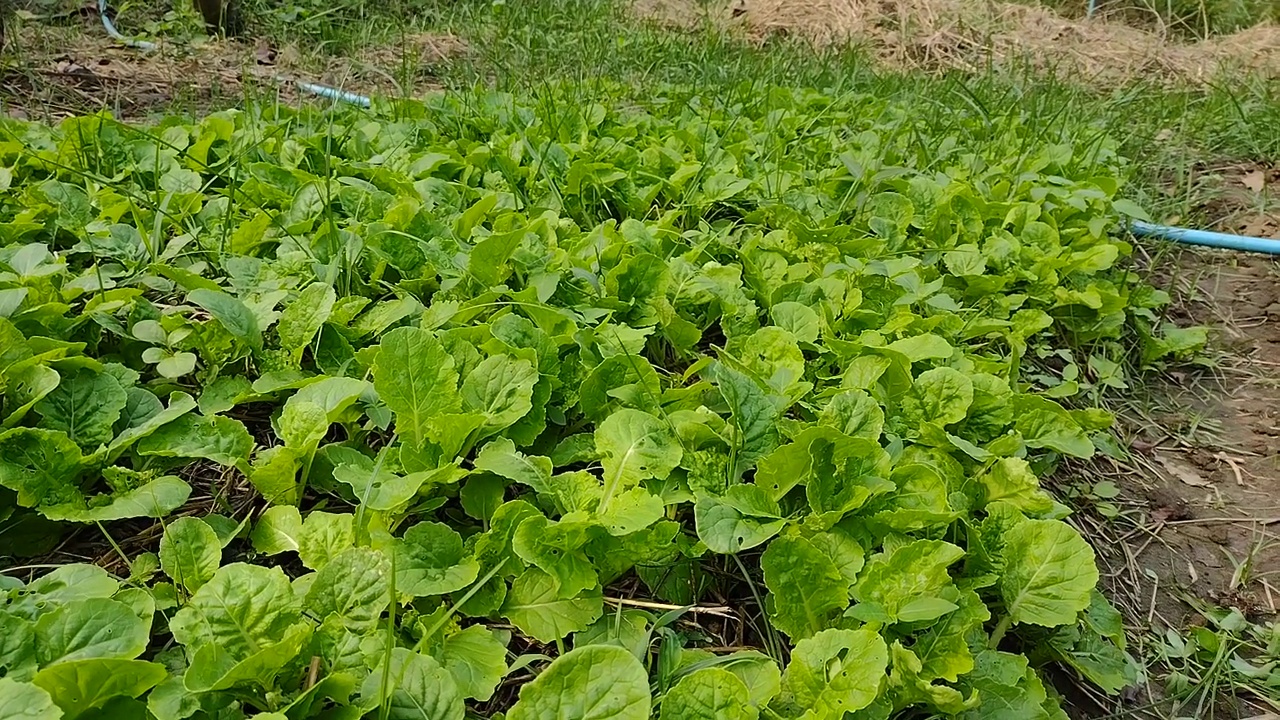 在有机菜园里照顾蔬菜沙拉的人。视频素材