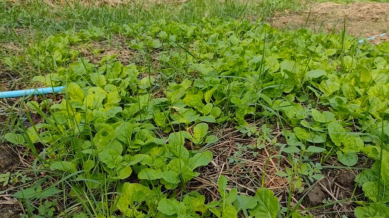 在有机菜园里照顾蔬菜沙拉的人。视频素材