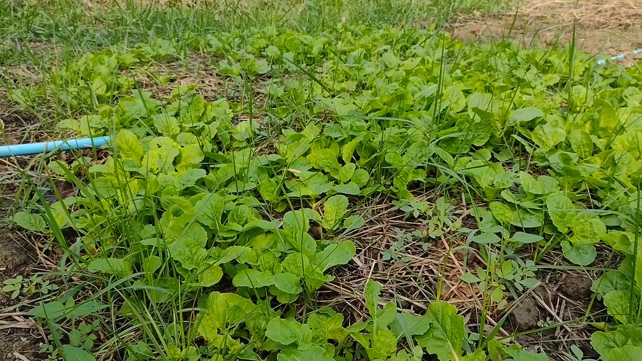 在有机菜园里照顾蔬菜沙拉的人视频素材