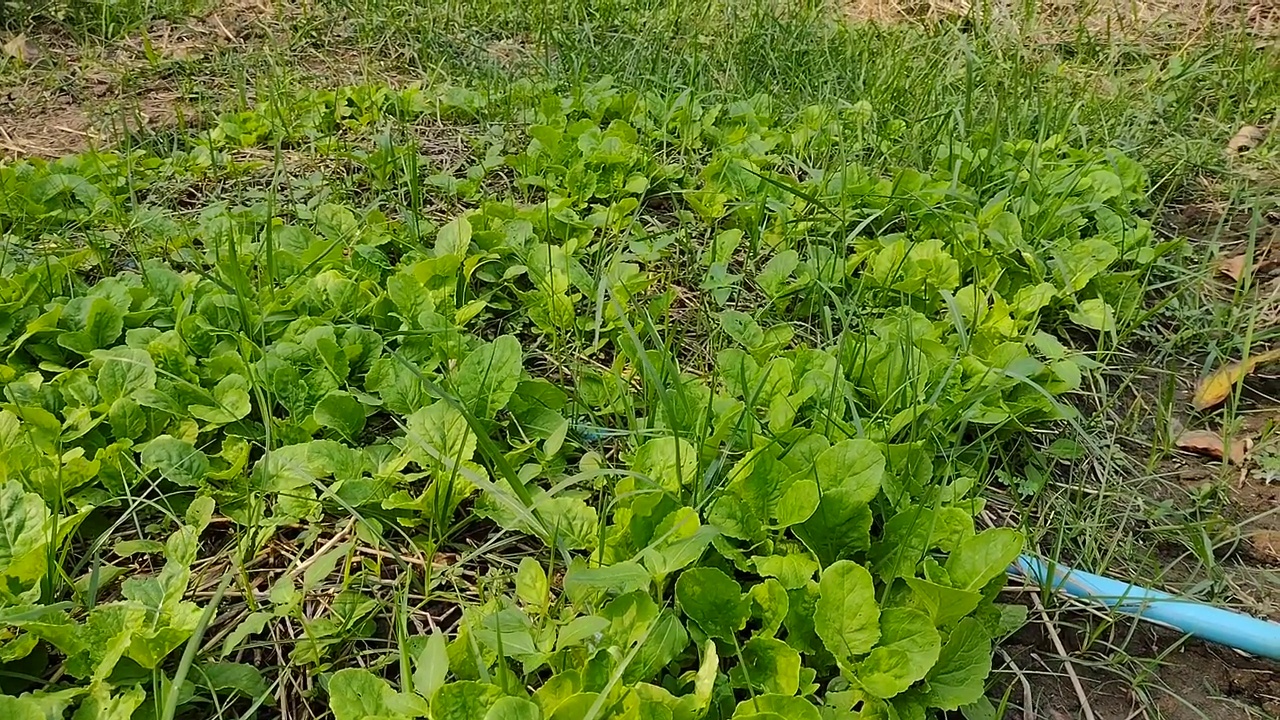 在有机菜园里照顾蔬菜沙拉的人。视频素材