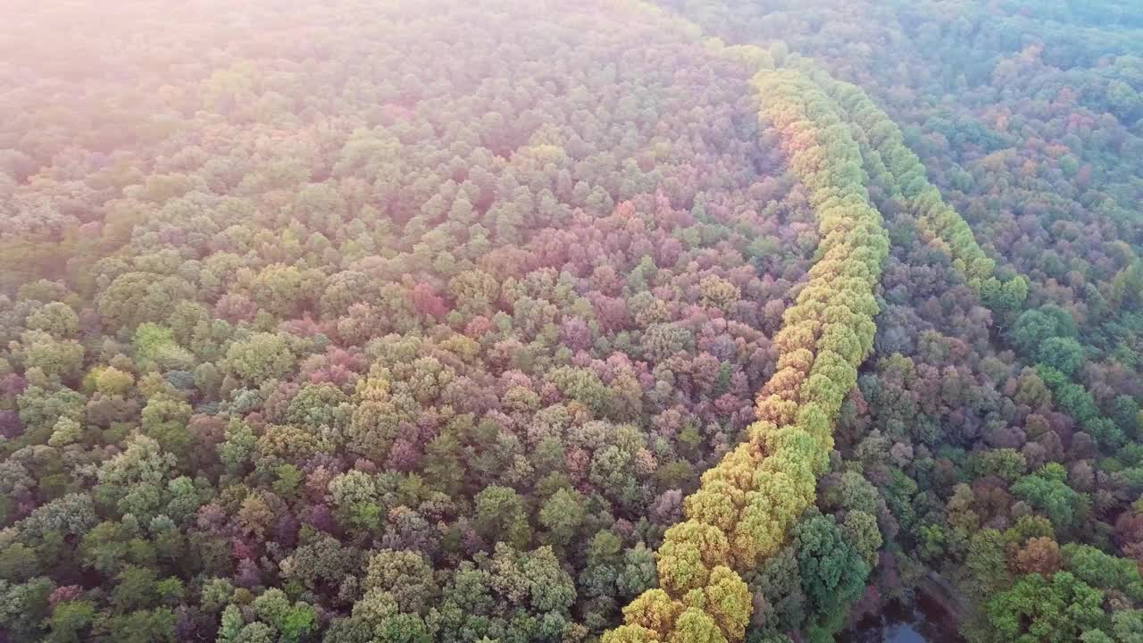 在五彩缤纷的森林里有一个湖视频素材