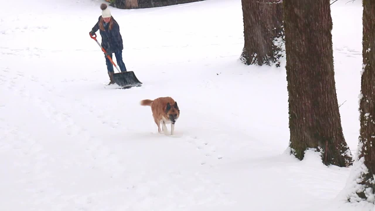 在下雪期间，一名妇女在山坡上的车道上铲雪回家视频下载