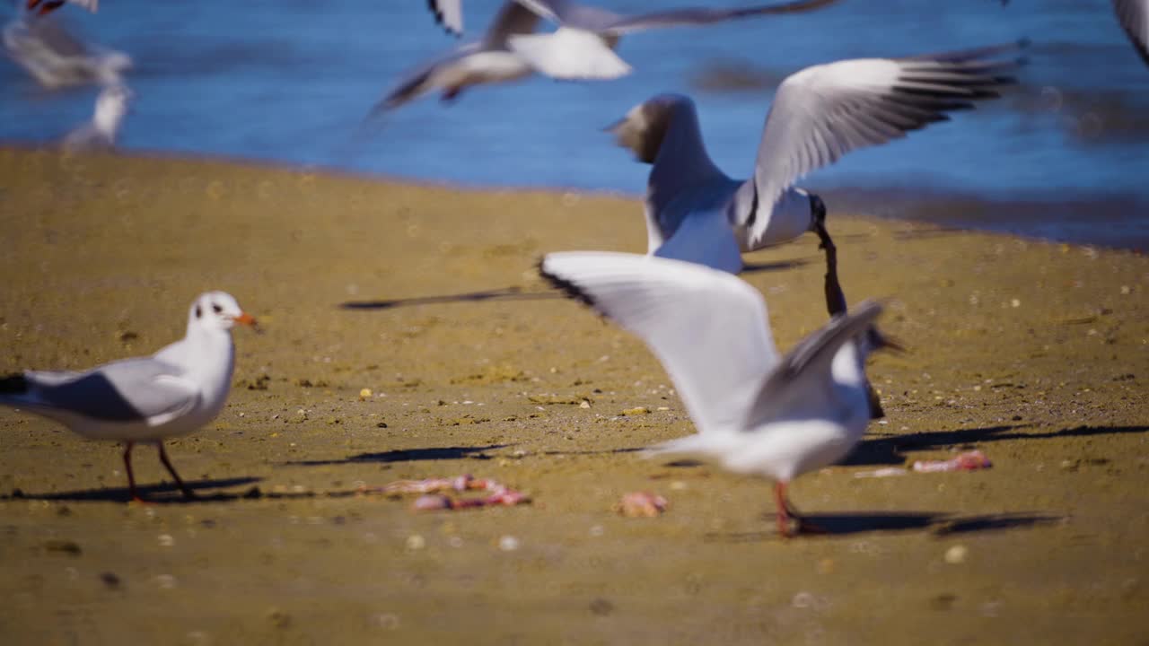 海鸥沿着海滩吃东西。视频素材