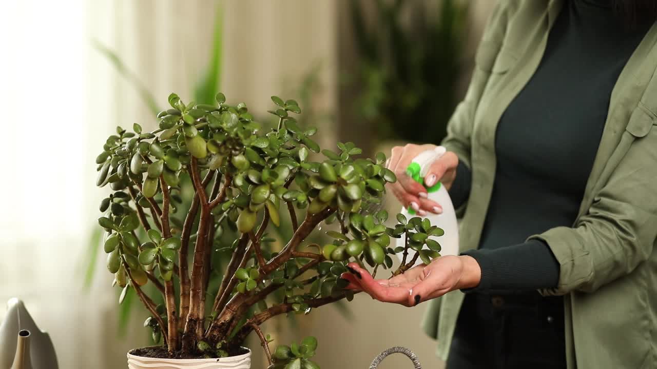 女园丁在家里喷洒克拉苏拉，照顾家庭植物视频素材