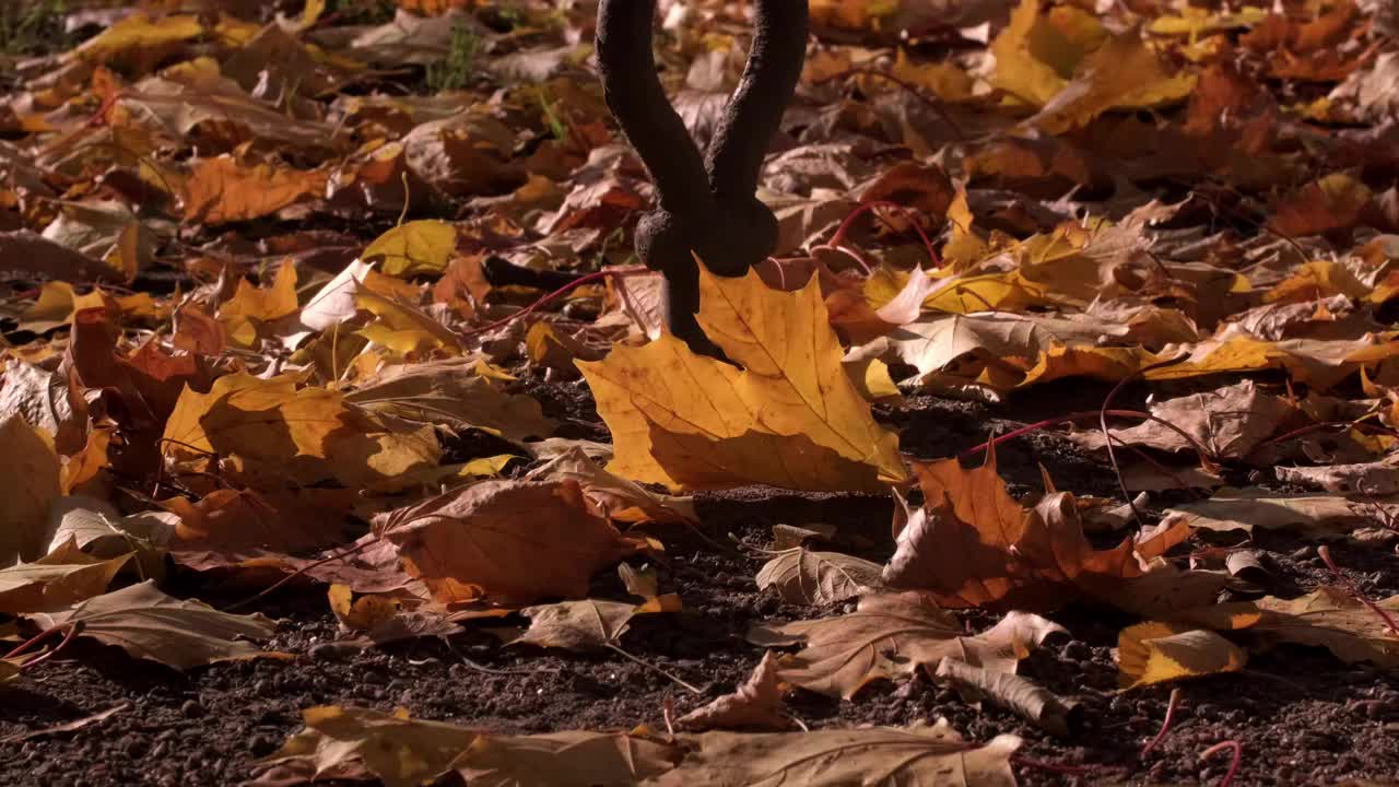 白天地上的橘子枫叶视频下载