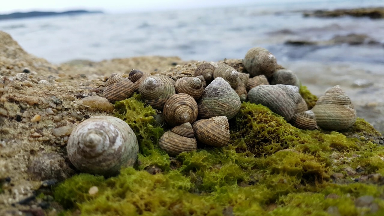 海滩上的海螺群视频素材