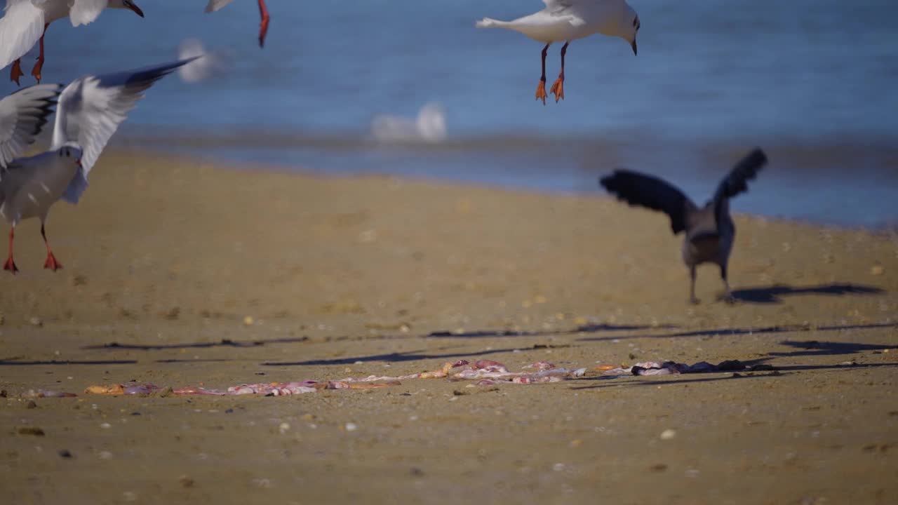 海鸥沿着海滩吃东西。视频素材