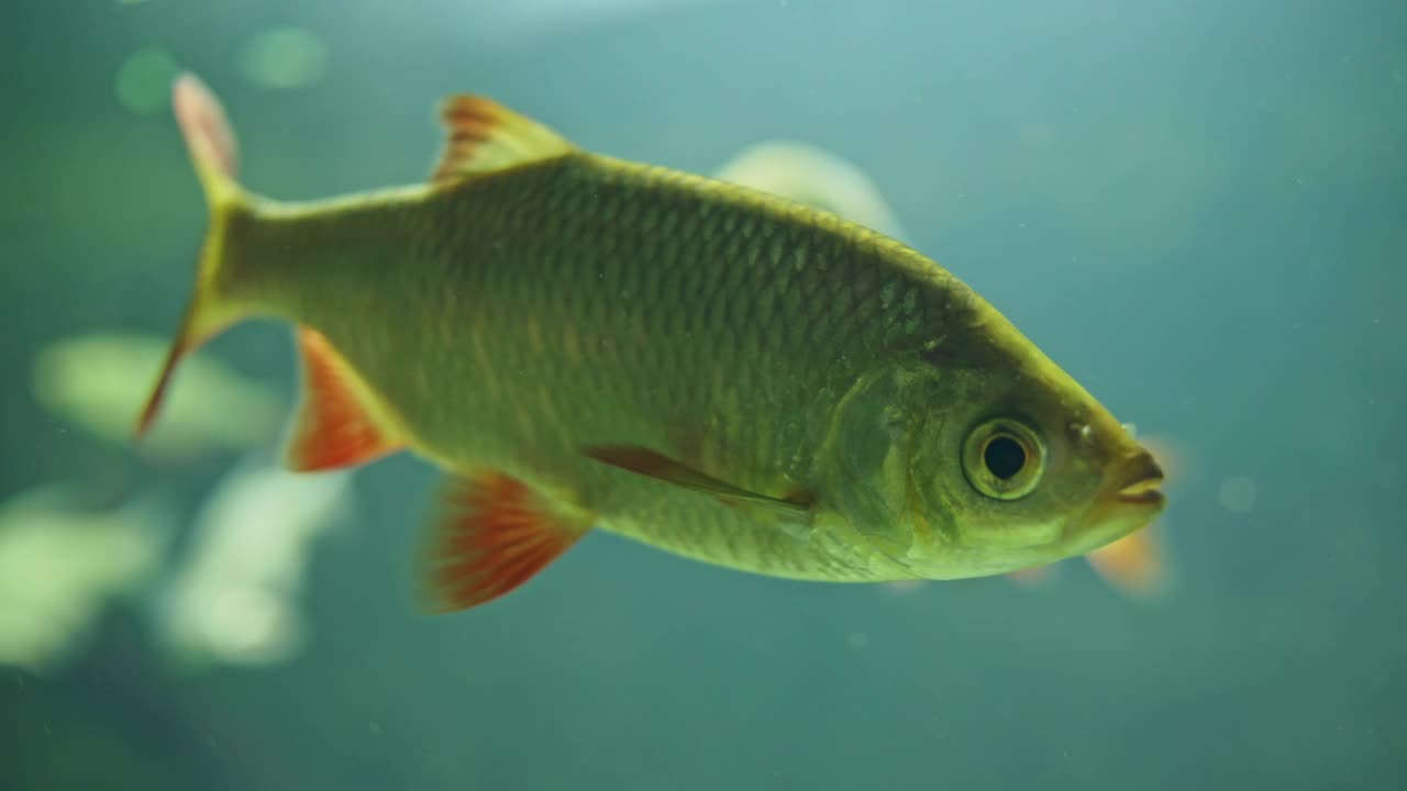 在水族箱里游动的淡水鱼，包括鲤鱼、鲟鱼和前面的普通鱼视频素材