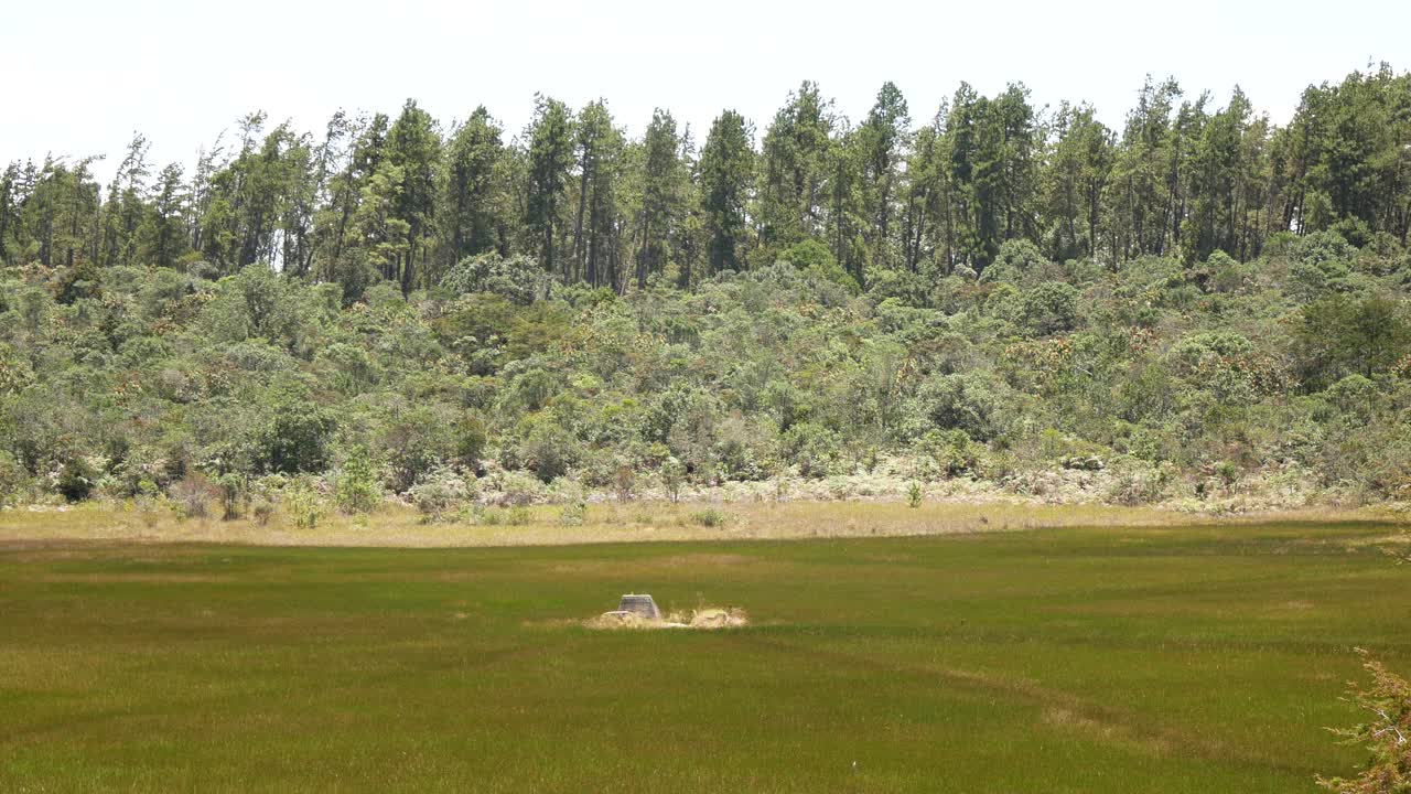 哥伦比亚安蒂奥基亚Arvi公园附近的湿地全景，树木环绕视频素材