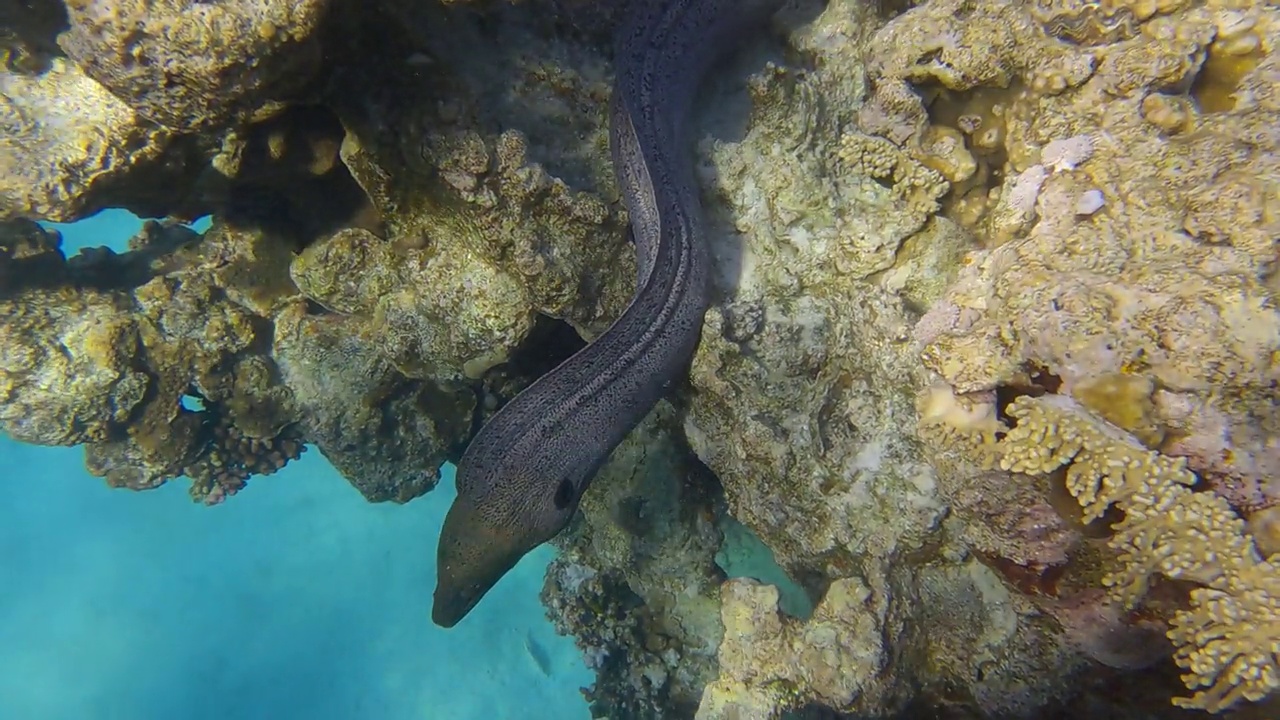 海鳗在清晨的阳光下从珊瑚礁中探出头来。巨海鳗(Gymnothorax javanicus) 4K-60fps视频素材