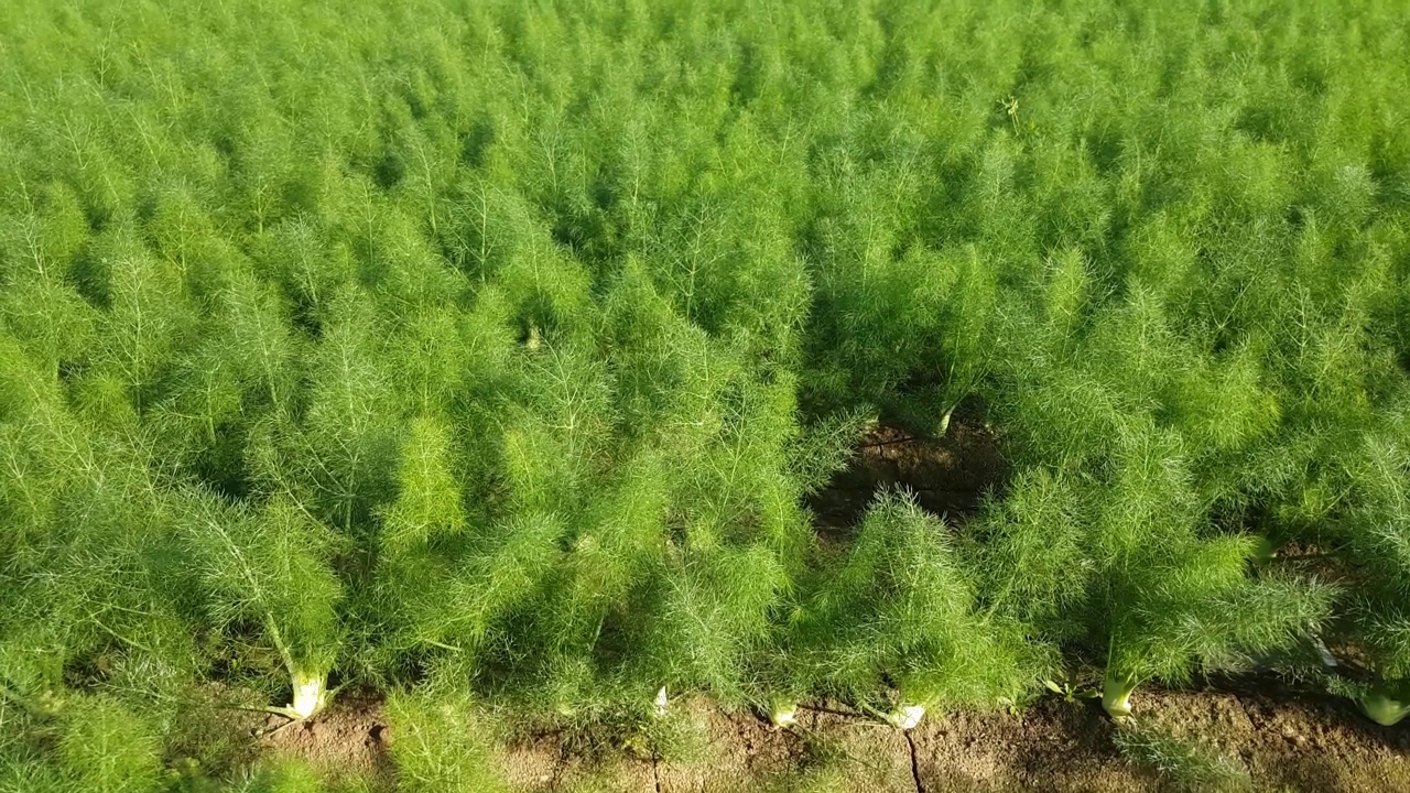 在农场床上的莳萝视频素材