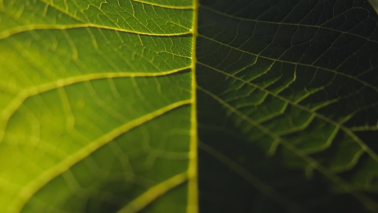 新鲜的绿叶在宏观背景。与纹理和图案紧密的叶脉视频素材