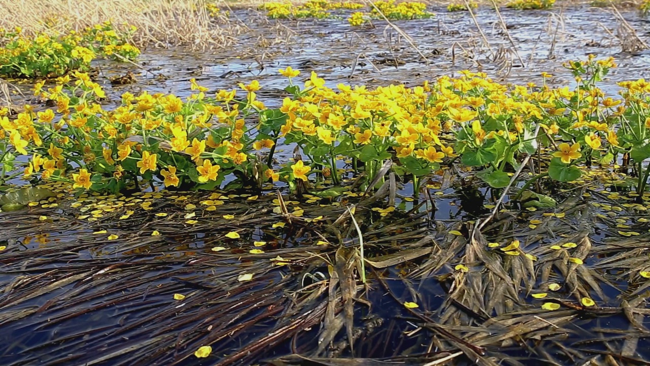 沼泽金盏花视频素材