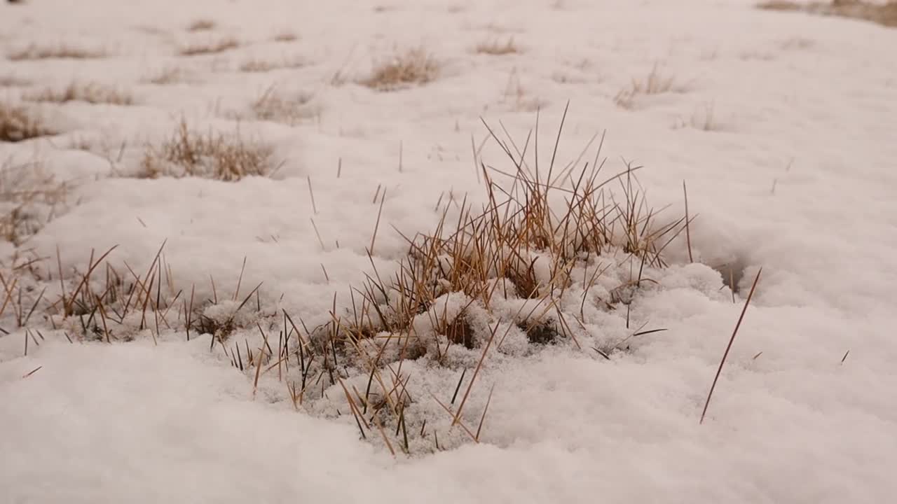 冬天，森林地面上的草被雪覆盖，这是食草动物的重要食物。
冬天下雪，毛绒绒的。
天气寒冷，草干。
冰冷的草视频素材