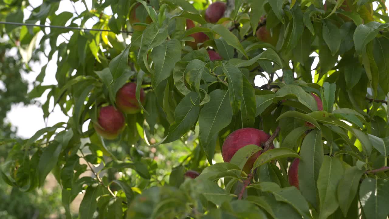 采摘季节，果园枝头挂满了桃子。视频素材