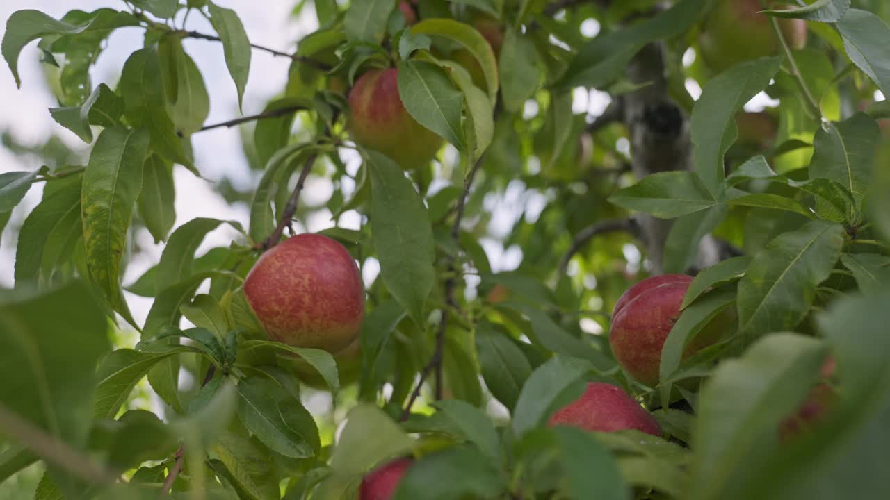 采摘季节，果园枝头挂满了桃子。视频素材