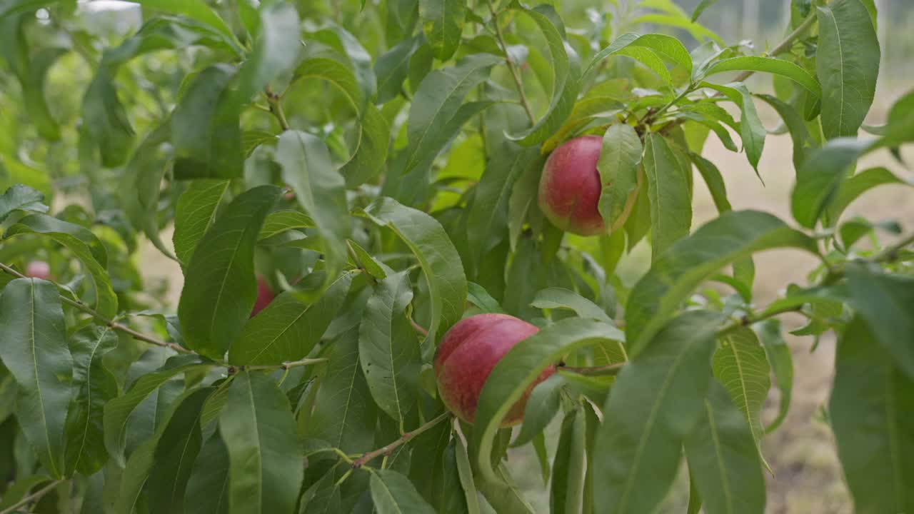 采摘季节，果园枝头挂满了桃子。视频素材