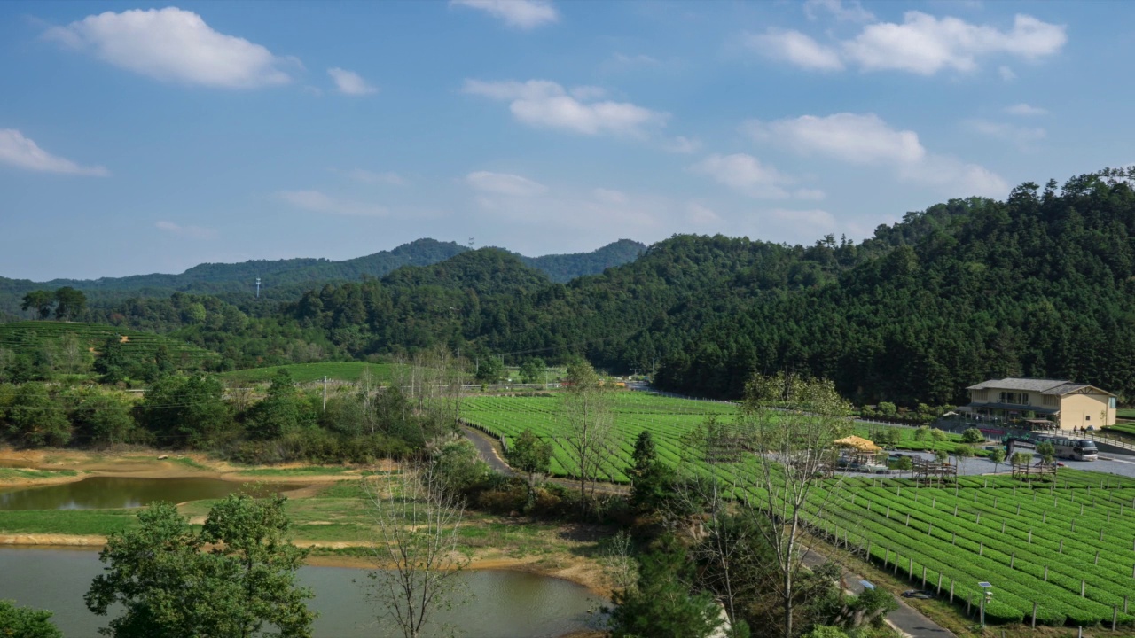 户外田园绿茶茶园茶田种植视频素材