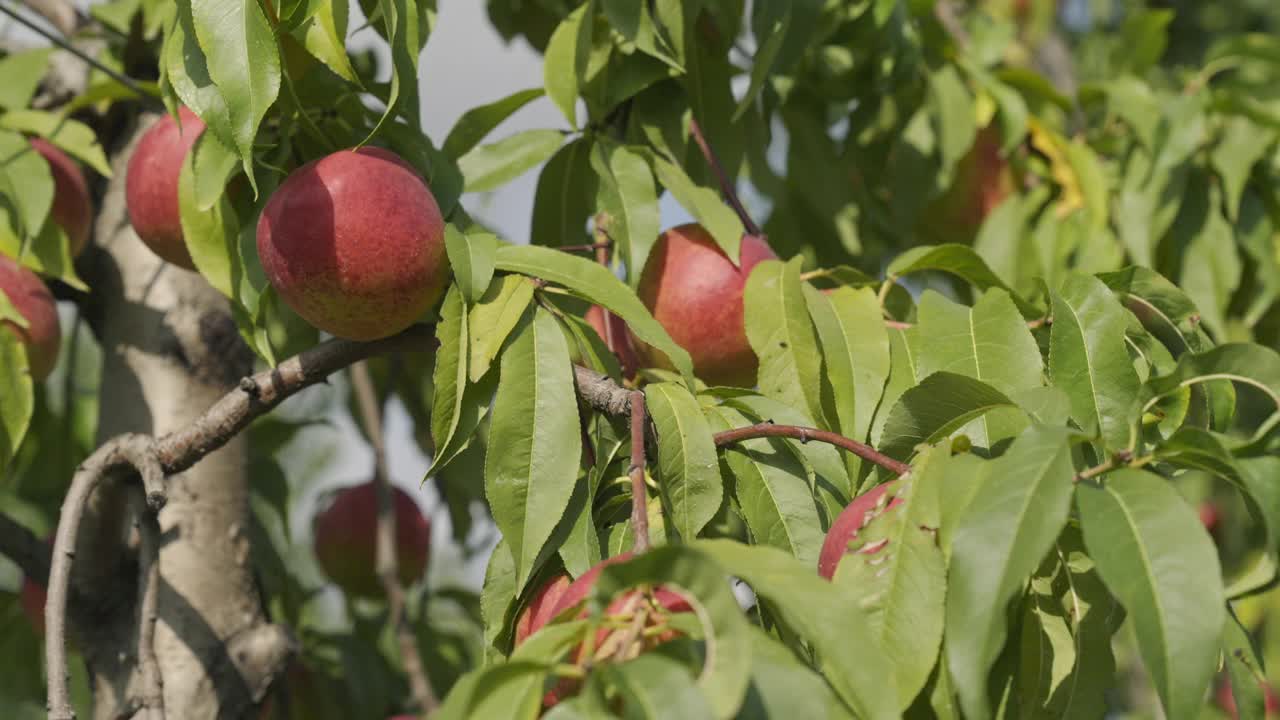 采摘季节，果园枝头挂满了桃子。视频素材