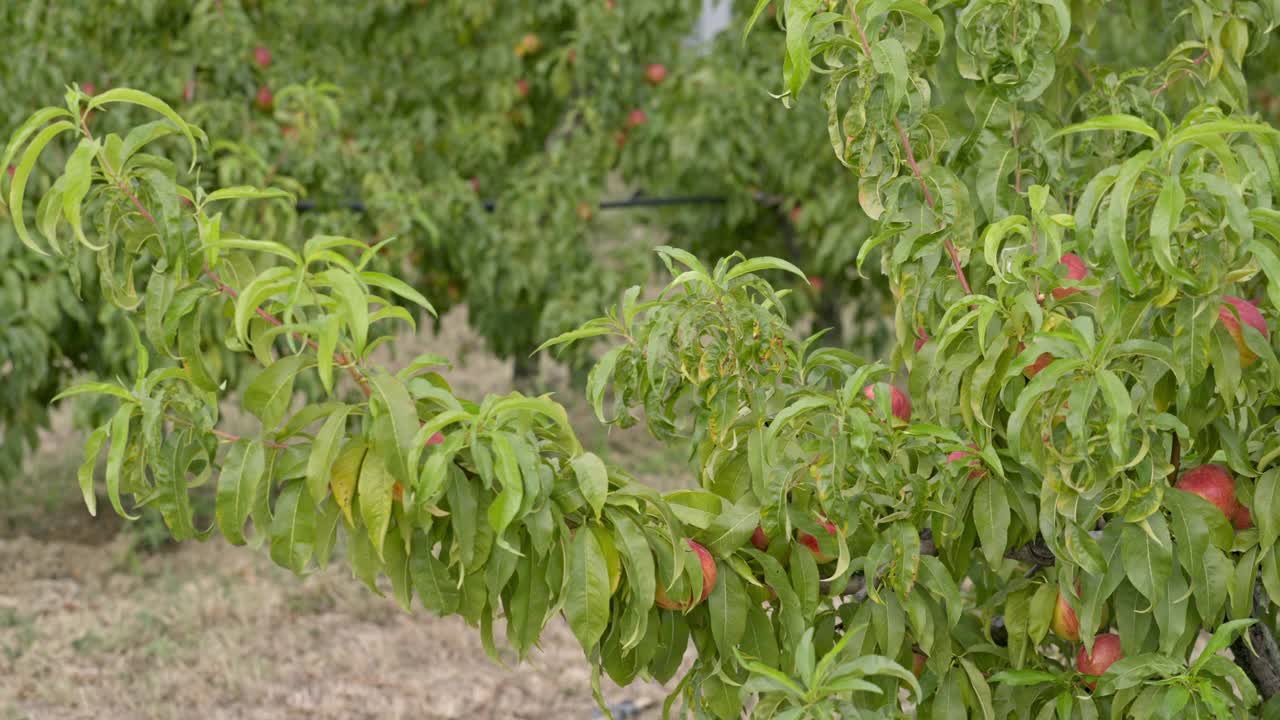 采摘季节，果园枝头挂满了桃子。视频素材