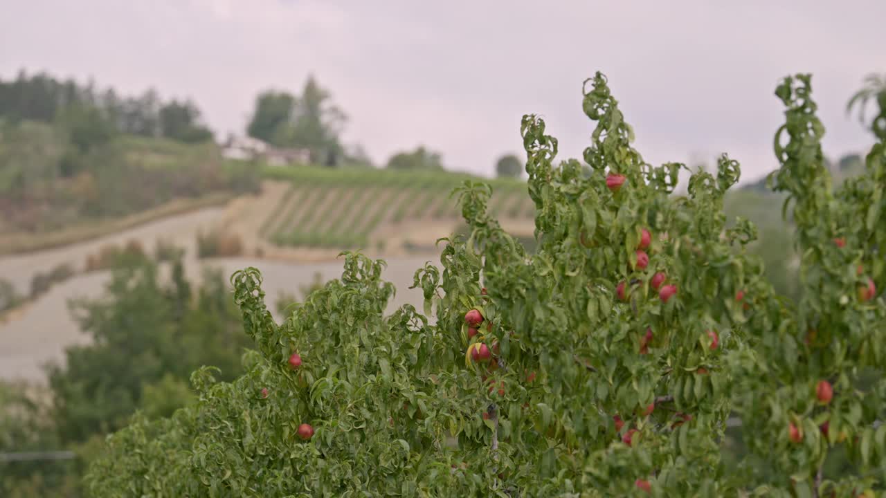 采摘季节，果园枝头挂满了桃子。视频素材