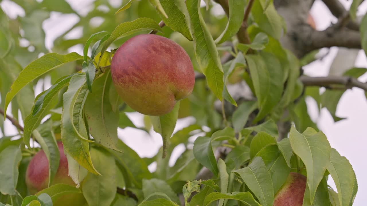 采摘季节，果树枝头挂满了桃子。视频素材