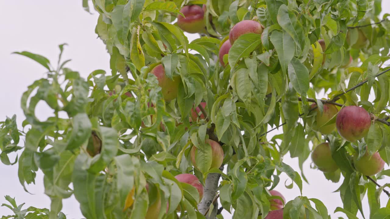 采摘季节，果园枝头挂满了桃子。视频素材