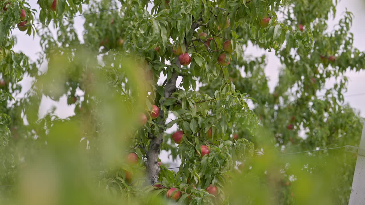 采摘季节，果园枝头挂满了桃子。视频素材