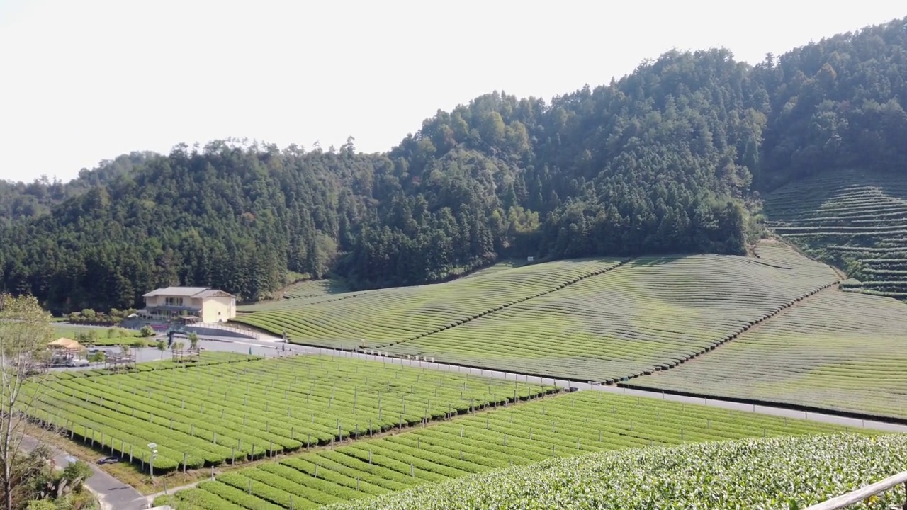 户外田园绿茶茶园茶田种植视频素材