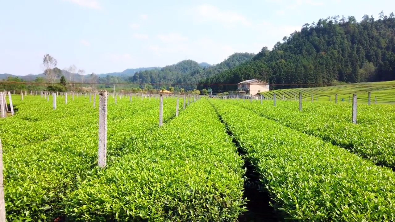 户外田园绿茶茶园茶田种植视频素材