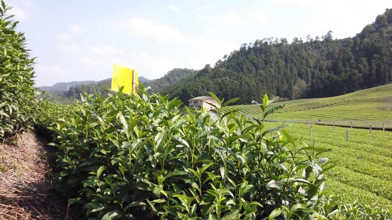 户外田园绿茶茶园茶田种植视频素材