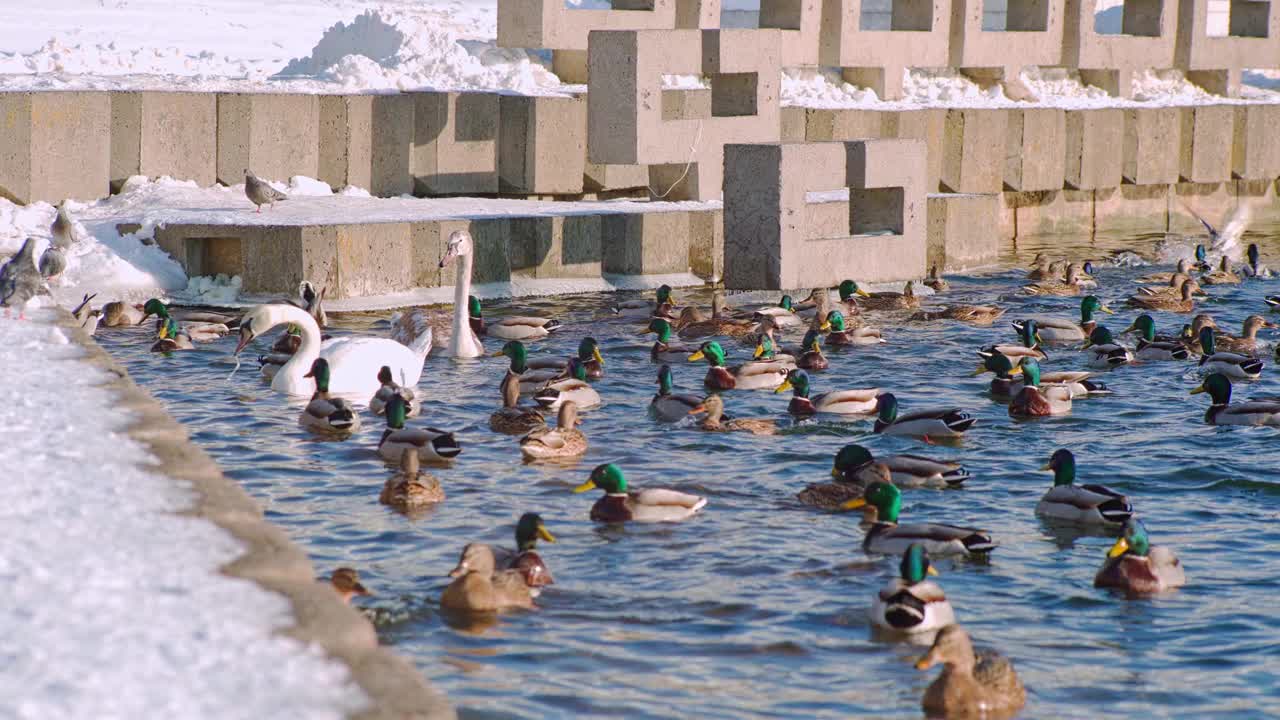 美丽的天鹅和鸭子漂浮在水面上。城市鸟类越冬。人们在冬天的河边喂鸟。视频素材