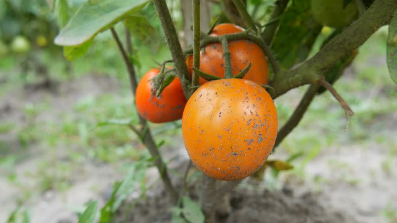 西红柿挂在灌木上，成熟等待收割。村里的菜园视频素材