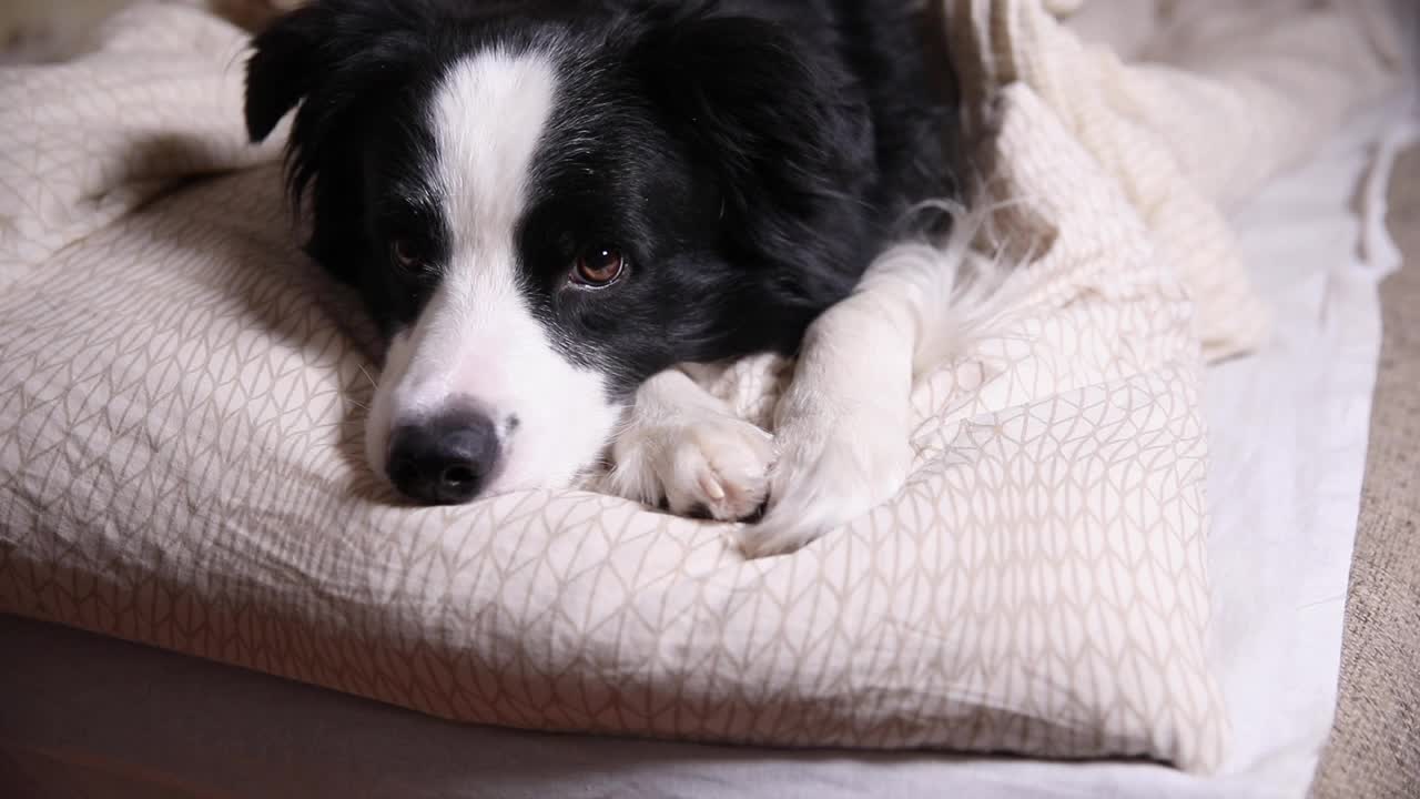 有趣可爱的小狗狗边境牧羊犬躺在枕头毯子在床上。不要打扰我，让我睡觉。宠物狗躺在家里打瞌睡睡在室内。有趣的宠物动物生活理念视频素材