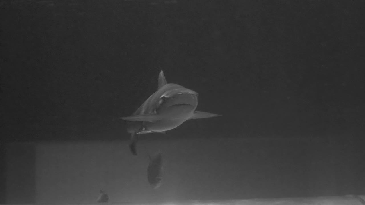 鲨鱼在大水族馆水下景观游泳视频素材